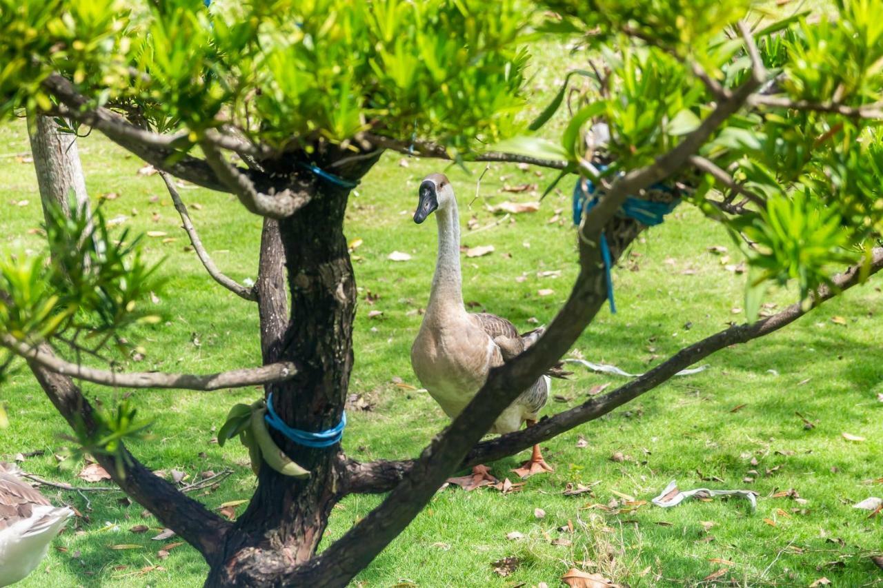 مبيت وإفطار تايتونج سينيا Taitung المظهر الخارجي الصورة